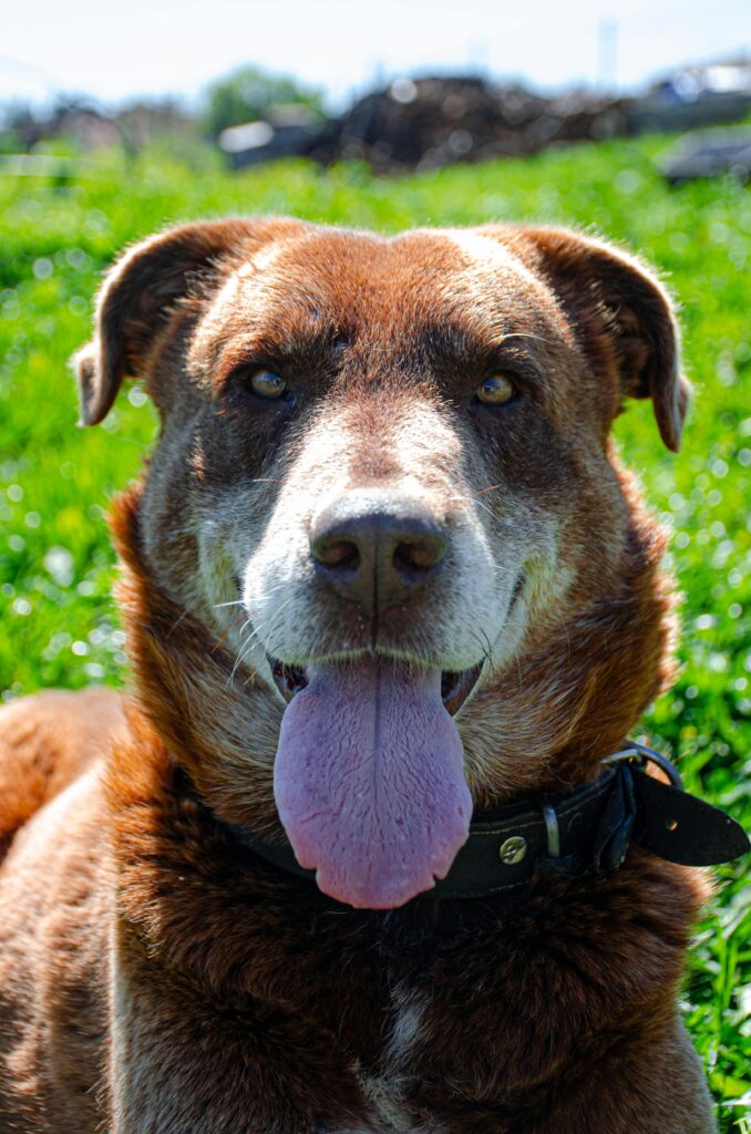 pexels-photo-37258045-37258045 Happy brown dog panting in a sunny grassy field, showcasing its playful nature.