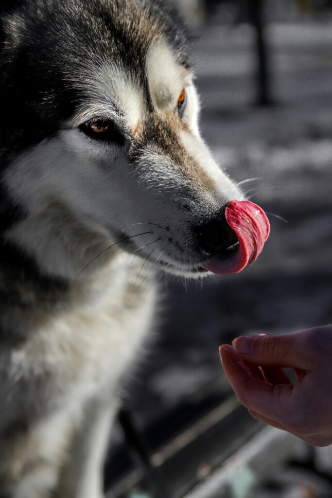 pexels-photo-3945270-3945270 A Siberian Husky licks its nose outdoors in a snowy winter setting, capturing a playful and candid moment.