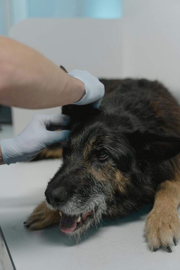 pexels-photo-6234624-6234624 A vet examines an elderly German Shepherd during a routine checkup at a clinic.