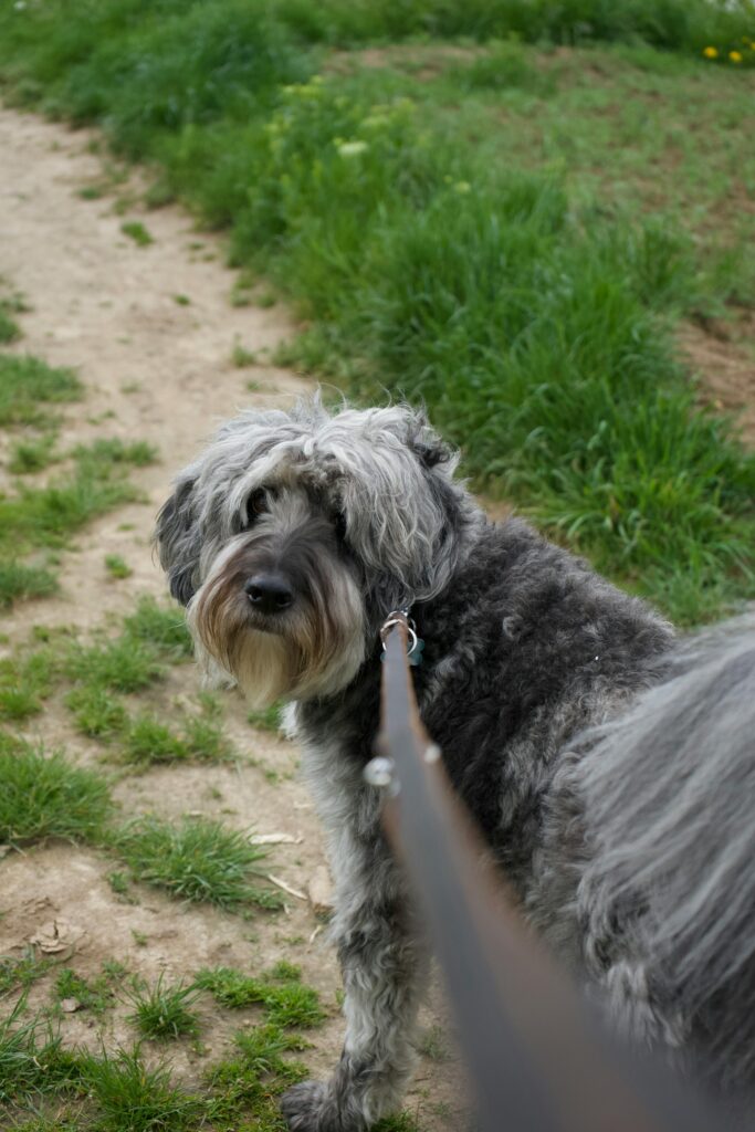 Cute shaggy dog on a walk, looking back at the photographer in a lush green park setting.