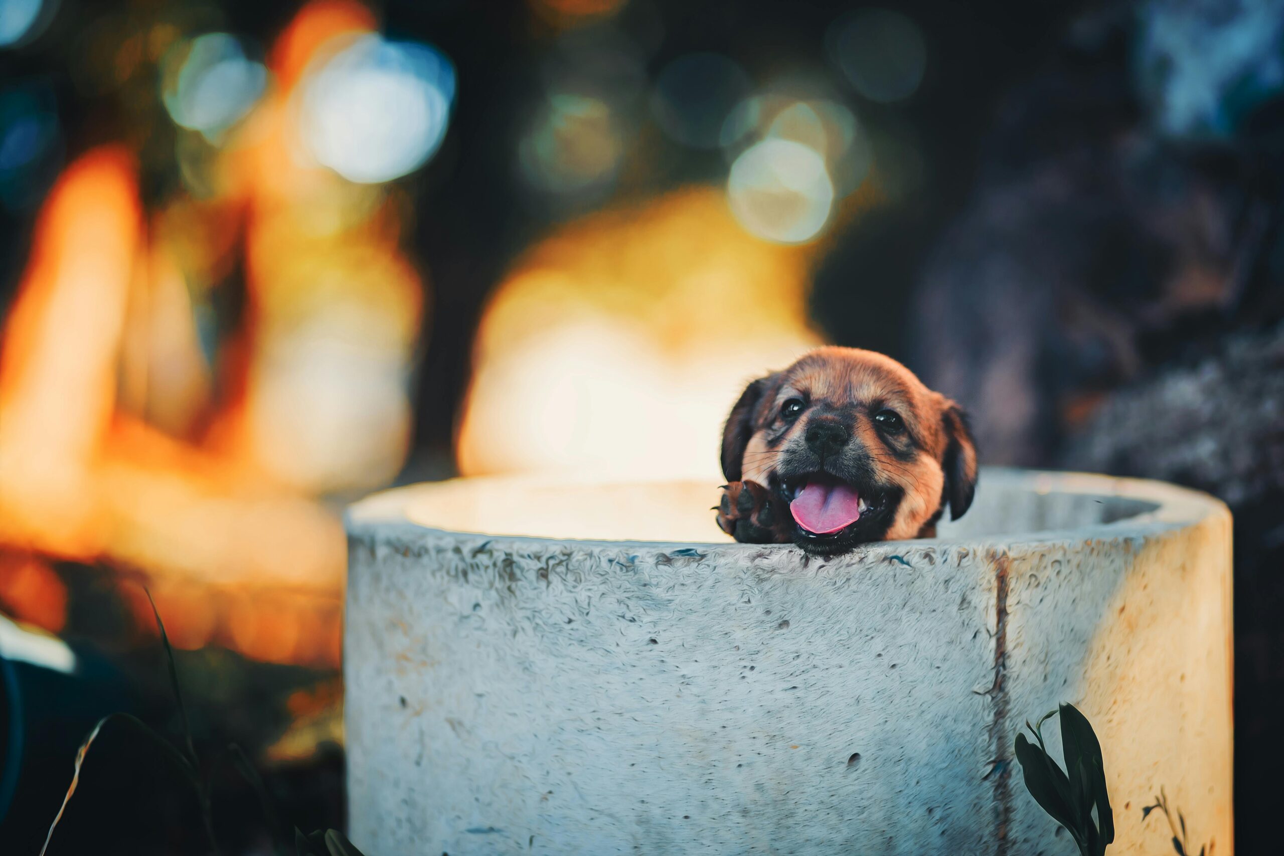 pexels-photo-8240128-8240128 A cute puppy peeks out of a bucket, showcasing joy in a vibrant outdoor setting.