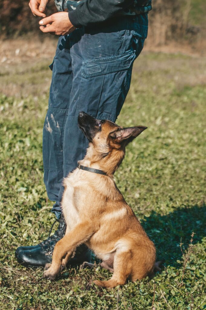 pexels-photo-10013055-10013055 A loyal German Shepherd puppy learning commands outdoors, showcasing obedience and training.