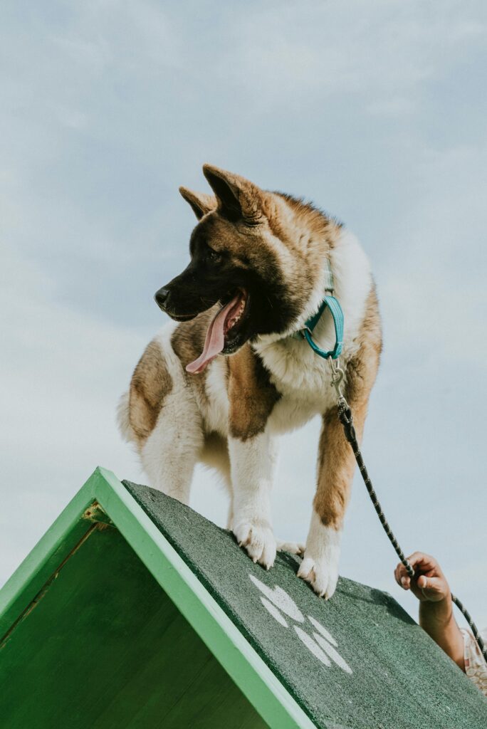 pexels-photo-10289624-10289624 Akita dog enjoying agility training on a sunny day outdoors. Perfect for pet lovers.