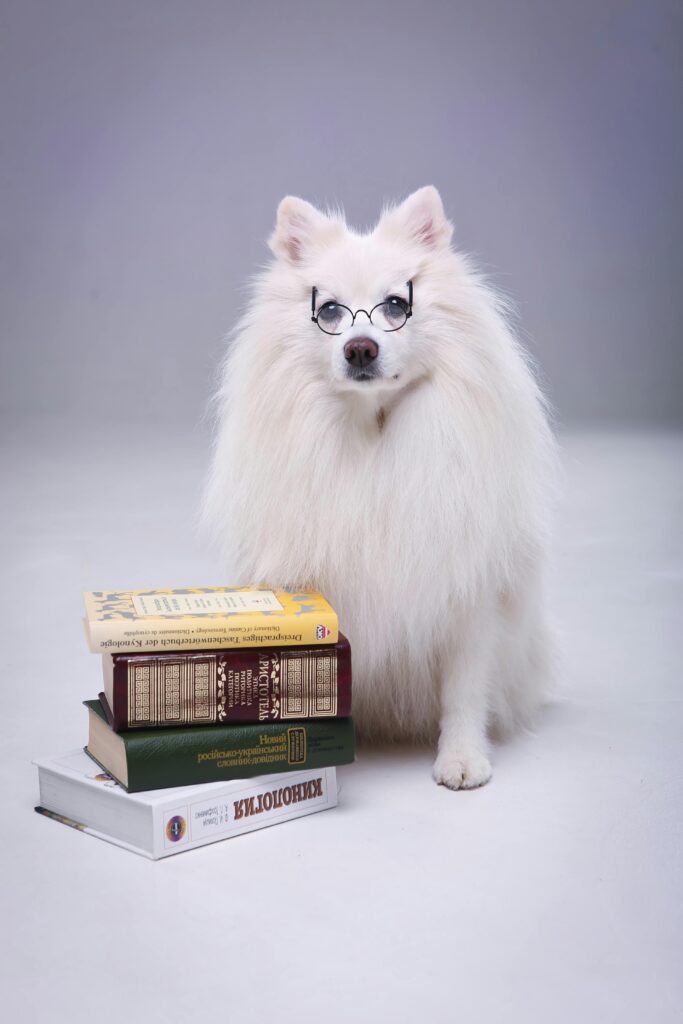 pexels-photo-20336358-20336358 Adorable fluffy dog wearing eyeglasses beside a stack of books in a studio setting.