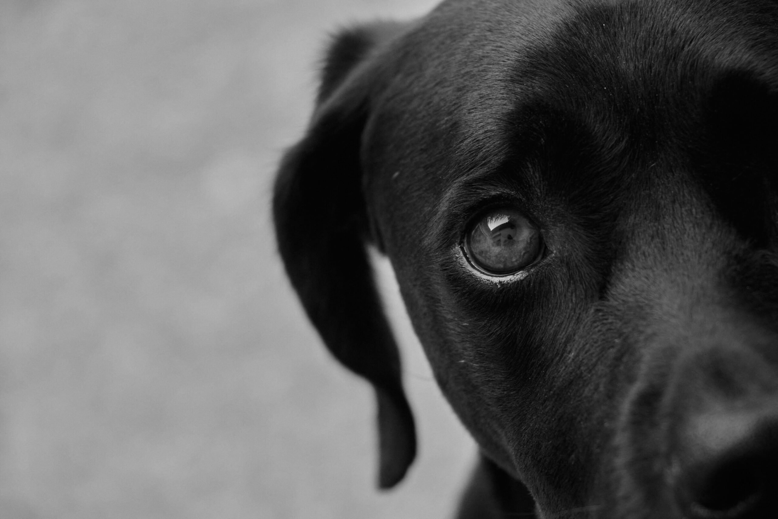 pexels-photo-22607860-22607860 Artistic black and white close-up of a black dog's eye with an intense gaze