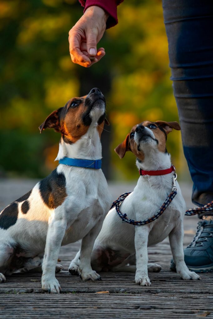 pexels-photo-28965630-28965630 Two Jack Russell Terriers look eagerly at a hand holding a treat during outdoor training.