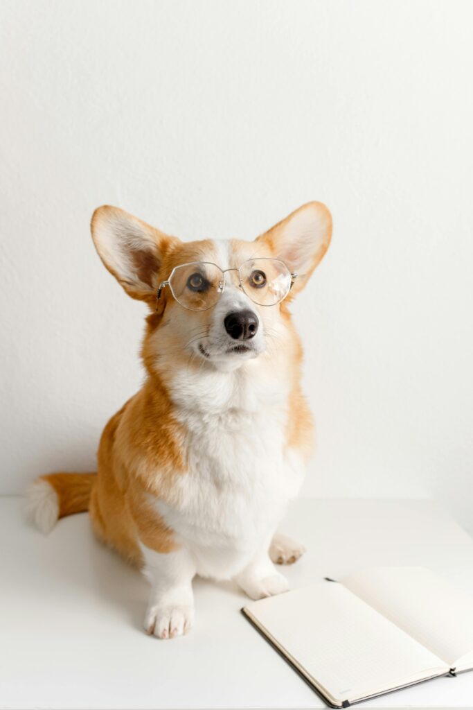 pexels-photo-4445623-4445623 Adorable corgi wearing eyeglasses sitting with an open notebook on a white background.