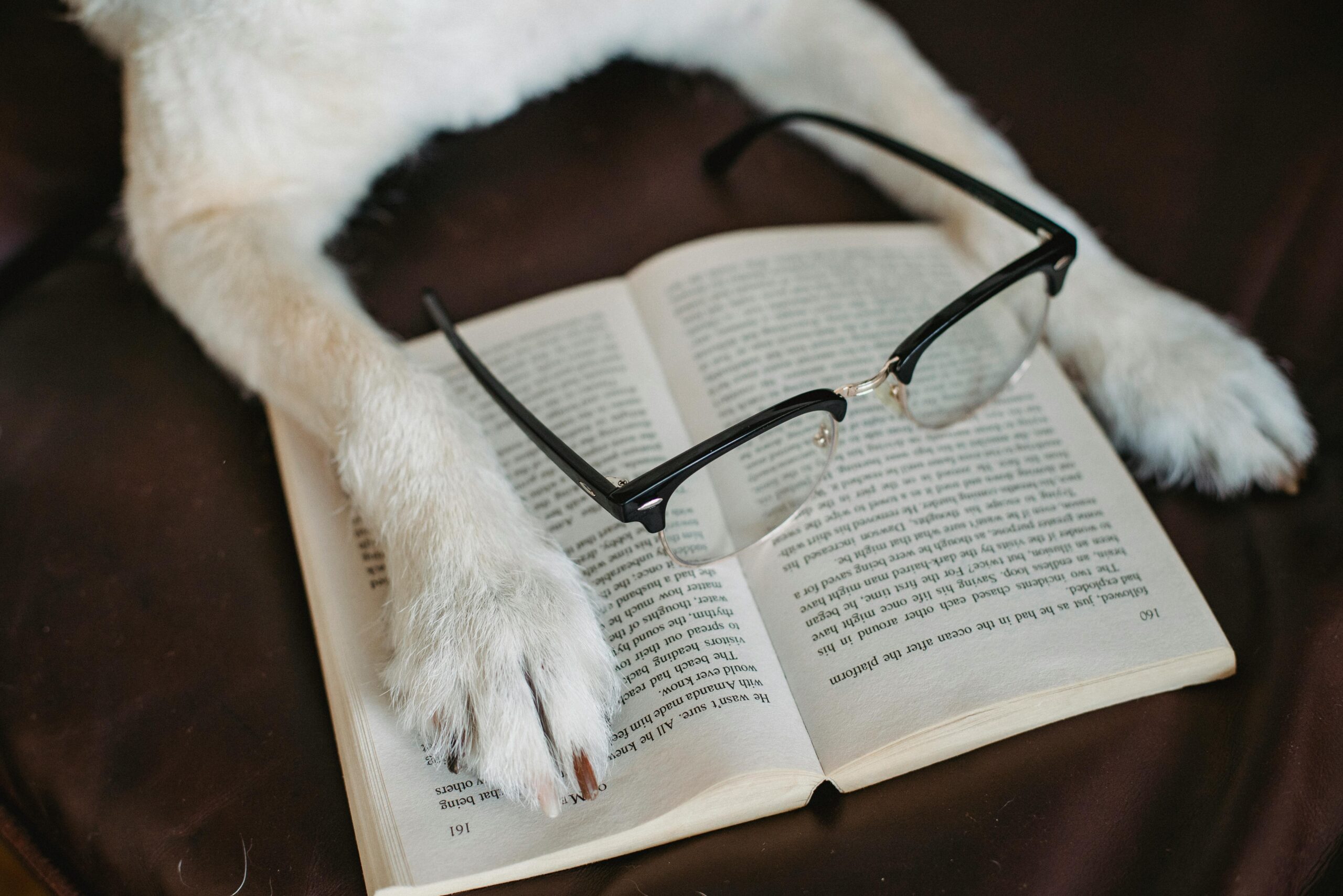 pexels-photo-5256707-5256707 From above of fluffy dog with paw on novel with trendy eyeglasses on bed
