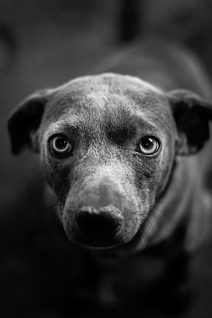 pexels-photo-7182026-7182026 Close-up black and white portrait of a dog with expressive eyes.